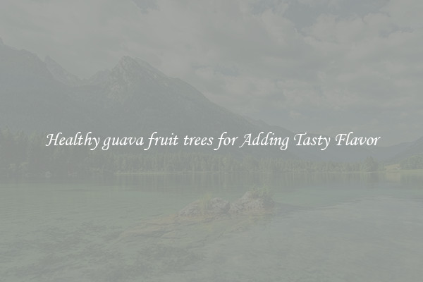 Healthy guava fruit trees for Adding Tasty Flavor